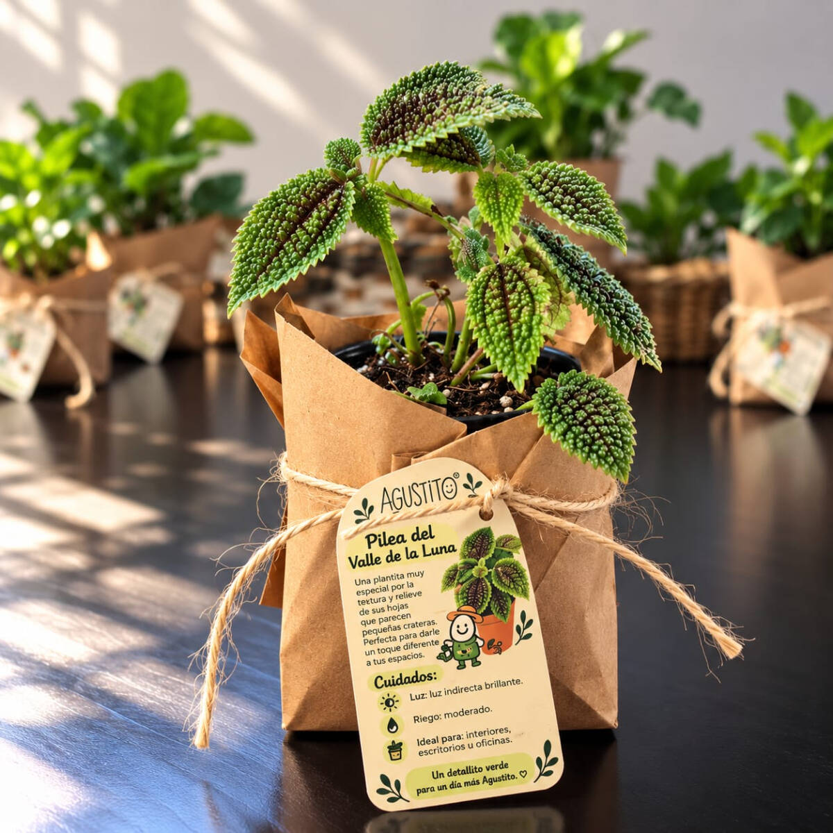 Pilea Valle de la Luna – Pilea Involucrata